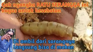 Mencari RATU RAYAP d kebun sawit