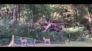 Evening visitors.