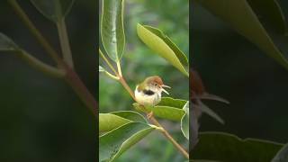 burung prenjak di alam liar