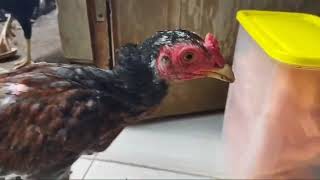 AYAM BERKOKOK II SUARA AYAM II SUARA AYAM JAGO BERKOKOK DI PAGI HARI