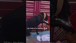 part 1 of my bath#pitbulldog #doglover #trending #punjabisong