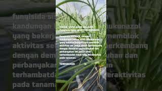 Fungisida Bahan Aktif Tebukonazol #yoooksamasamabelajar #pertanianmasdyer