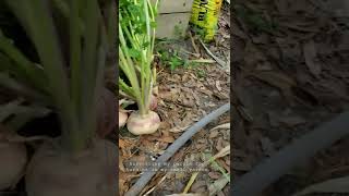 Harvesting my purple top turnips in my small garden