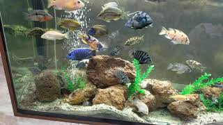 African cichlid Aquarium