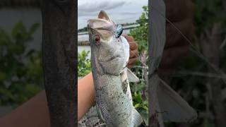 Strike Barramundi Empang. Hama Tambak Udang. #fishing #ultralight #ultralightfishing #barramundi