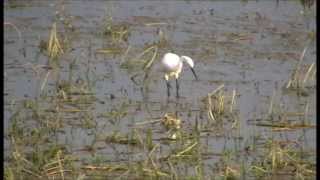 Observer les oiseaux au Lac du Der en Champagne