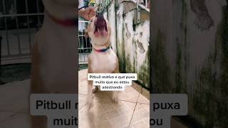 Mais um caso de Pitbull reativo #caioadestrador #adestramento #pitbull #shorts #cães #cachorro