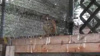 Fledgling American Robin