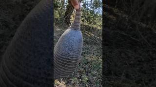 Cacería de ARMADILLO con .22 #armadillo #caceria #viral #hunting #caza #outdoors #florida