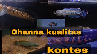 Channa kualitas kontes‼️ koleksi Serdadu aquatic MLG