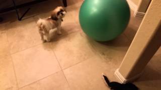 Mia VS. Yoga Ball