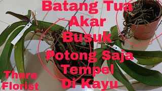 Batang Anggrek bulan Tua,Akar Busuk ,potong Saja Tempel Di Kayu