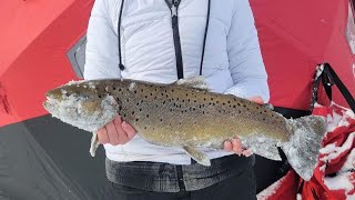 Freak out over monster brown trout!