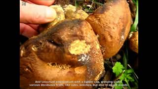 Leccinum corsicum. Champimaginatis. English Text.