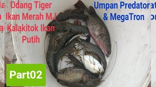 Merambat Udang Harimau & Ikan Di Sungai Untuk Di Jadikan Umpan Mancing PART02