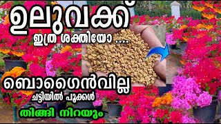 വെറും പത്തു ദിവസം മതി കൊടുക്ക് /bogainvilla care pruning/poppy vlogs /malayalam