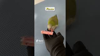 Lovely and Smart Parrot | amazing parrot