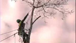 Cohen & Master - Tree Removal