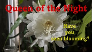 Queen of the night - Brahma Kamal - Full bloom - Amazing