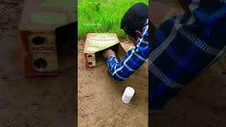 Amazing Creative Best parrot Trap / using Box And slingshot