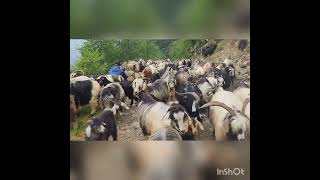 ÇAMLIK yayla yolunda mezrelerde