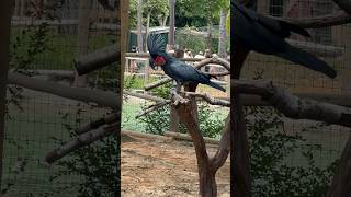 Cockatoos are a group of parrots known for their distinctive crests and strong, curved beaks.