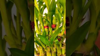 A beautiful video of a beautiful🥰lucky bamboo tree🔥 #ভাইরাল#beautiful tree#ytshorts #youtubeshorts 🔥