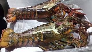 #Giant Crawfish  live #termidor kakaiba to #Ang laki