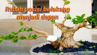 gaya bonsai paling populer the max