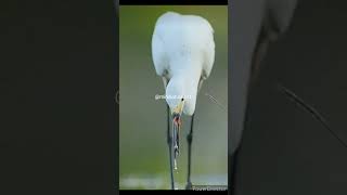 Snowy Egret fishing in magical lake#birds#nature#trending#wildlife