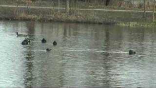 Črne liske (Coots fighting)