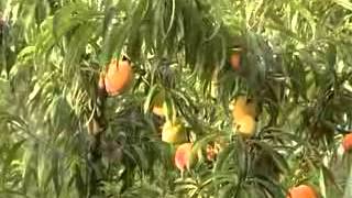 AGRO AVISOS Tv Programa 14 Bloque4- 1.12.12_xvid.avi