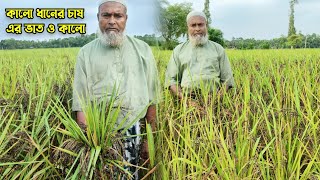 ব্লাক রাইচ ধান চাষ.. বাংলাদেশের মাটিতে বিদেশী ধানের চাষ। ধানের দাম ৩০০-৪০০ টাকা কেজি।