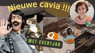 Nieuwe Cavia en Evertjan helpt klussen