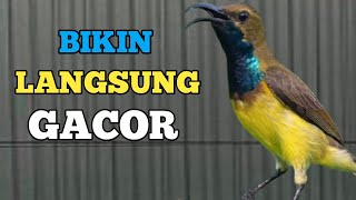 LANGSUNG IKUTAN GACOR, PANCINGAN SOGON LANGSUNG IKUTAN GACOR