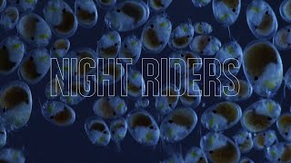 Night Riders: Bioluminescent Shrimp of Okayama, Japan