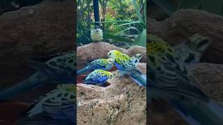 Los loros en Loro Parque Tenerife #shortvideo #funnyanimal #parrot