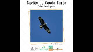 O Gavião-de-Cauda-Curta mede entre 35 a 45 centímetros e pode ser visto em Teresópolis