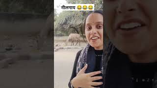 नीलगाय देख ली 😂😂#trending #funny #masti #dwarka #cow #viralvideo #triggered #triggeredinsaan #fun