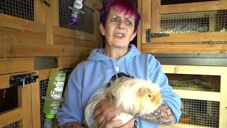 The Keepers of the Pigs - rescue themed trailer (guinea pig documentary)