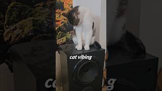 Cat vibing