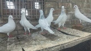 Kabootar new pigeon Aaj udane Lage Hain #masadbirds