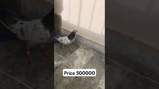 expensive pigeon price 500000