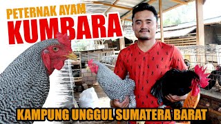 MANTAP! Guru SMK Suka Kawin Silang 🐔 Ayam Kampung Unggul