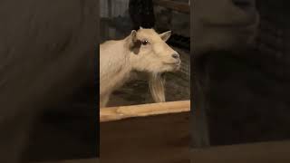 This goat looked like it wanted to know everything that was going on! 🐐 #animals