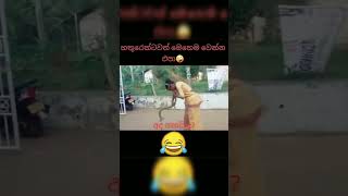 srilanka funy video