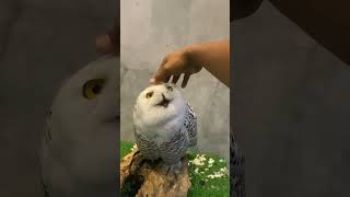 Lucu banget burung nya @deHakims 😍🙏 #owl #fypシ #fyp #animals