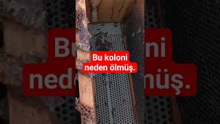 bu arılar neden ölmüş. arıcılık. bal arısı. #viral #shortvideo #arıcılık #bees #bee #beekeeping