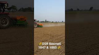 #3630 #dsr #1847 #1885 #paddy #basmatirice #🌾