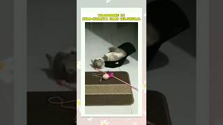 KURA-KURANYA EMAK TERJUNGKAL #shortvideo #kucing #catlover #oyenlucu #oyenbarbar